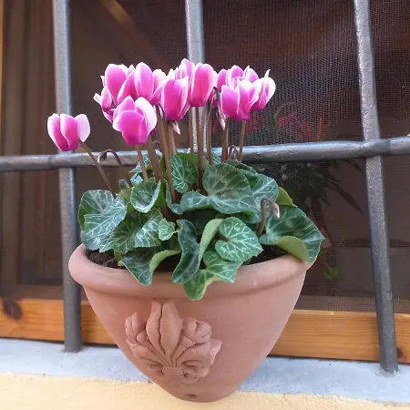 Casina Iris - *