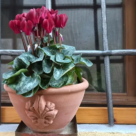 Apartment Casina Iris - *