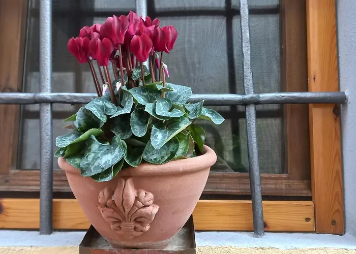 Lejlighed Casina Iris - *