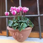 Casina Iris - *